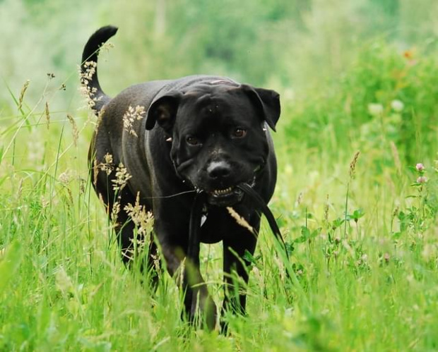 #ClockworkBandog