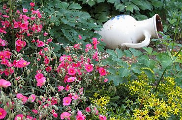 a to inny kącik na działce ... #ogród #kwiaty #dzban #DekoracjeOgrodowe