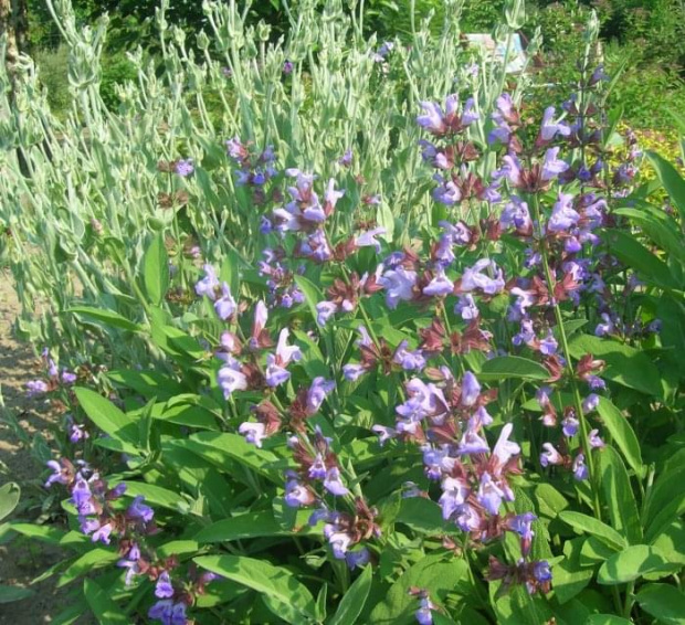 Salvia officinalis