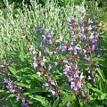 Salvia officinalis