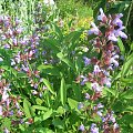 Salvia officinalis