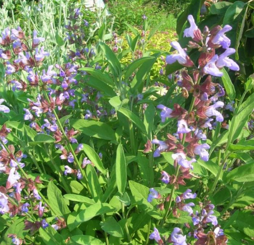 Salvia officinalis