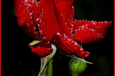 Moje roze #kwiaty #ogrody #alicjaszrednicka #roze