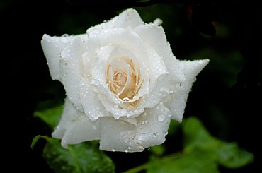 Moje roze #kwiaty #ogrody #roze #alicjaszrednicka