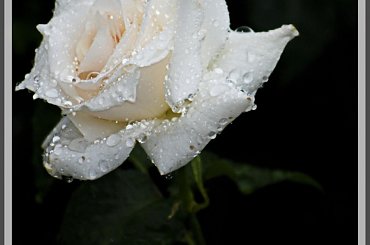 Moje roze #kwiaty #ogrody #roze #alicjaszrednicka