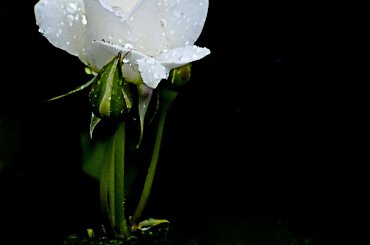 Moje roze #kwiaty #ogrody #roze