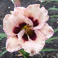 Hemerocallis 'Crystal Pinot'