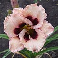 Hemerocallis 'Crystal Pinot'