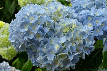 Lato,czerwiec,kwiaty #dereń #hortensja #róże #surmia