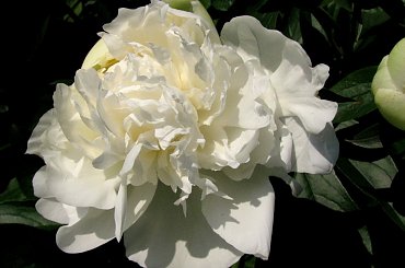 Lato,czerwiec,ogrod-piwonia #oset #bratki #jukka #piwonie #kwawnik #cynia