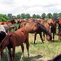 konie Tary -czerwiec 2008 #Piskorzyna #fundacjaTara #konie