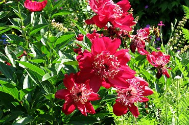 Lato,czerwiec,ogrod-piwonie #oset #bratki #jukka #piwonie #kwawnik #cynia