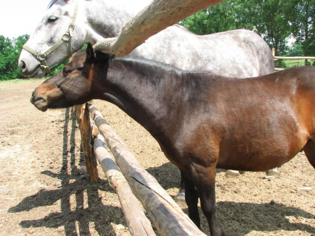 Jasiek :D #Piskorzyna #fundacjaTara #konie #jasiek