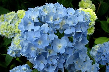 Lato,czerwiec,kwiaty #dereń #hortensja #róże #surmia