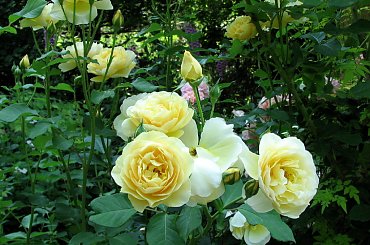 Lato,czerwiec,kwiaty #róże #surnia #dereń