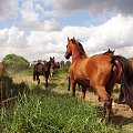 konie Tary -czerwiec 2008 #Piskorzyna #fundacjaTara #konie