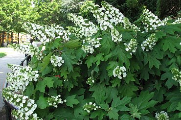 Lato,czerwiec,ogrod #oset #bratki #jukka #piwonie #kwawnik #cynia