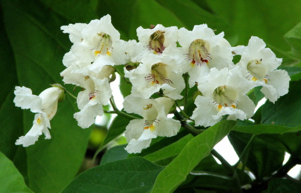 Surmia zwyczajna
(Catalpa bignonioides) #róże #surmia #dereń