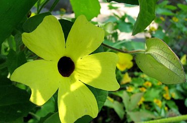 Hibiskus ABELMOSCHUS MANIHOT #oset #bratki #jukka #piwonie #kwawnik #cynia