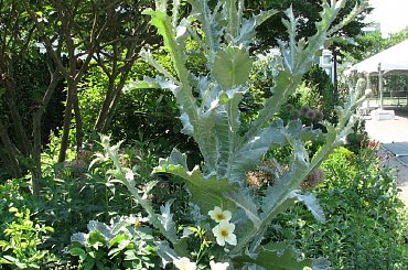 Lato,czerwiec,ogrod #oset #bratki #jukka #piwonie #kwawnik #cynia