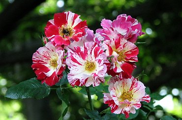 Lato,czerwiec,kwiaty #róże #surnia #dereń