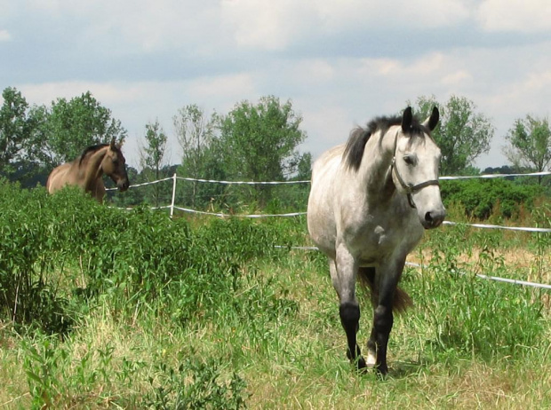 konie Tary -czerwiec 2008 #Piskorzyna #fundacjaTara #konie