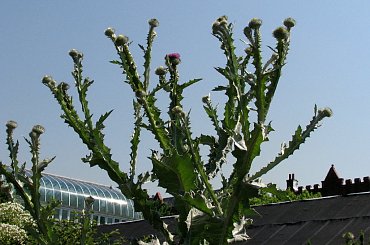 Lato,czerwiec,ogrod #oset #bratki #jukka #piwonie #krwawnik #cynia