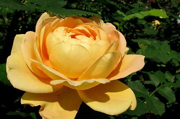 Lato,czerwiec,kwiaty #róże #surnia #dereń