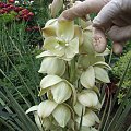 Yucca glauca (?)