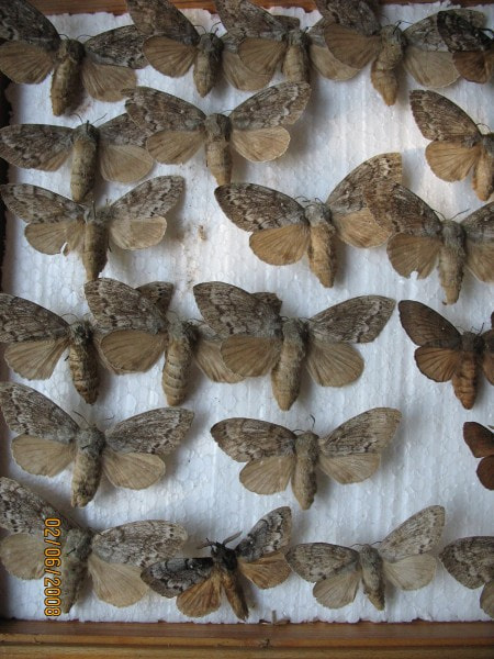 Motyle barczatki syberyjskiej w gablocie /3 rzędy od lewej/.