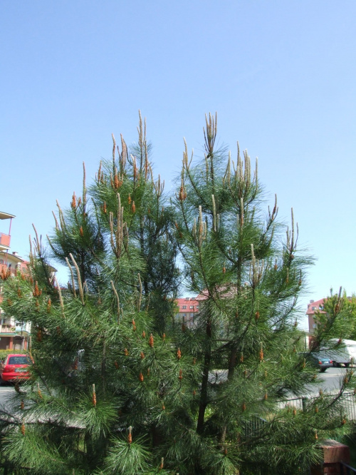 Pinus pinaster - 28.05.2008