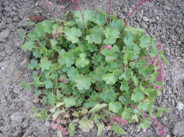 Heuchera pulchella