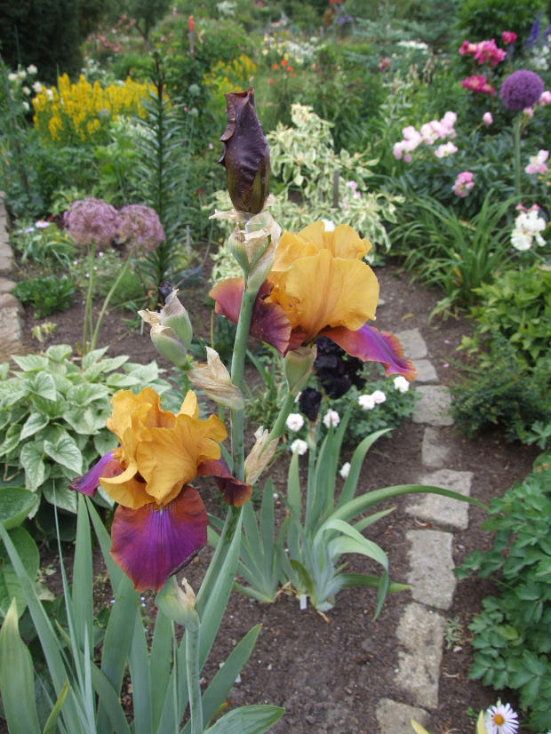 Iris 'Syncopation'