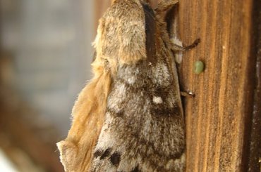 Samiec z profilu. #MotylNocny