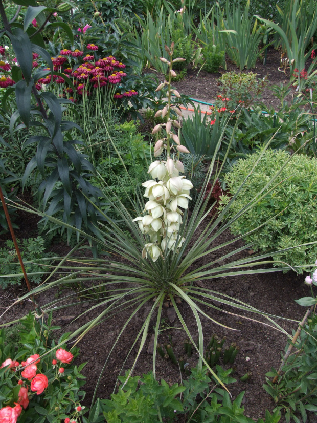 Yucca glauca (?)