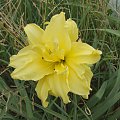 Hemerocallis 'Double River Wye'