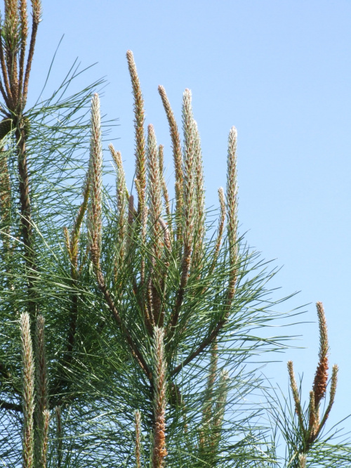 Pinus pinaster - 28.05.2008
