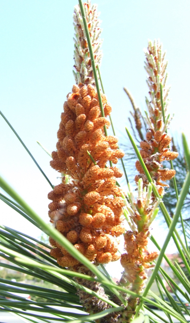 Pinus pinaster - 28.05.2008