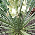 Yucca glauca (?)