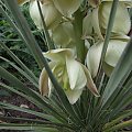 Yucca glauca (?)