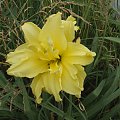 Hemerocallis 'Double River Wye'