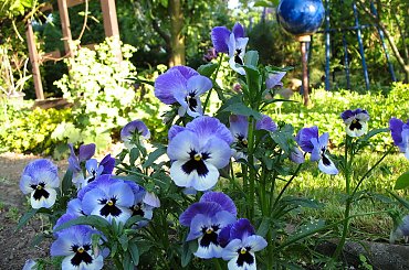 bratki kończą swój sezon - ostatni krzaczek ... #kwiaty #bratki #ogród #lato