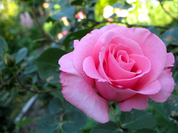i jeszcze raz róża #kwiaty #róże #ogród