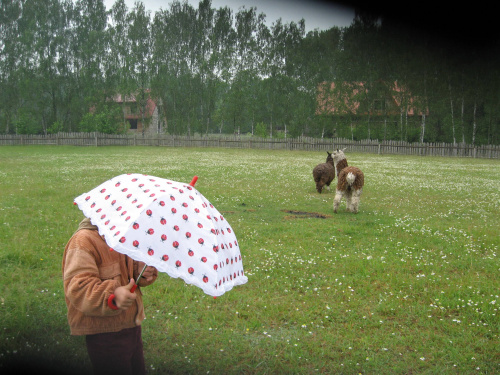 Pomigacze, majątek Haviera, 17.06.2008