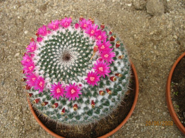 #KwiatKaktusa #kaktus