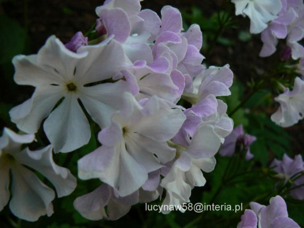 Primula sieboldii