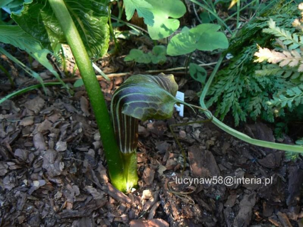 Arisaema