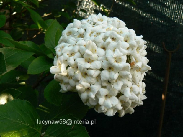 Viburnum