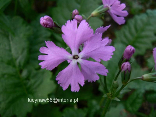 Primula sieboldii