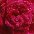 Roza #roze #kwiaty #ogrody #macro